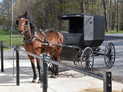 Better Off Book Club — Living Technology-Free For 18 Months Image